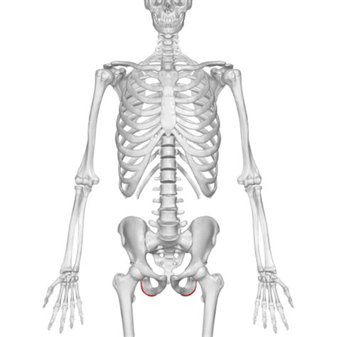 Ischial Bursitis - Physiopedia