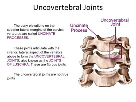 Cervical Uncinate Hypertrophy