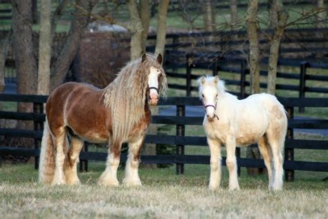 Zephyr Farms Silver Bullet And Rpf Fortunes Midas Touch