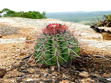 Na Caatinga Existem Plantas Com Adaptação Ao Clima Seco