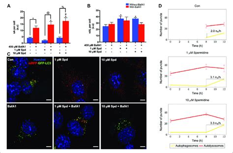 Spermidine Induces Autophagic Flux In A Concentration Dependent