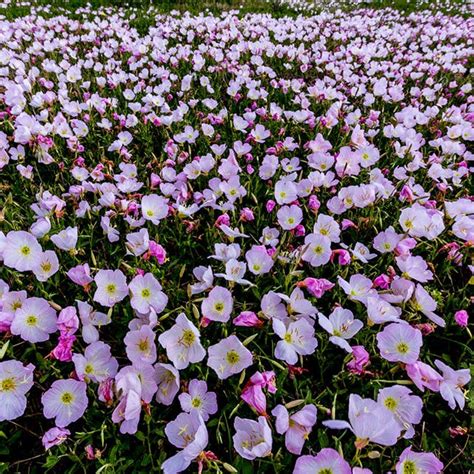 Primrose Flower Seeds, Oenothera | American Meadows