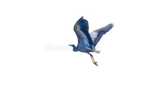 White Bird Paper Cutting Stock Photo Image Of Detail 36858966