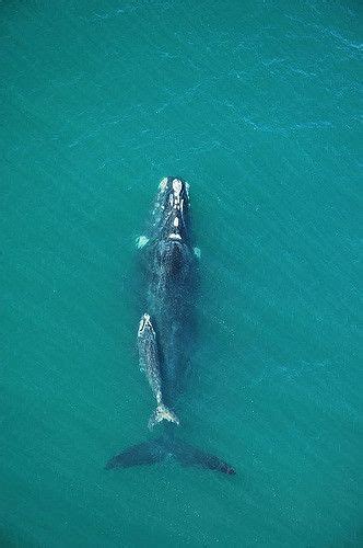 31 Whales-Bowhead Whale ideas