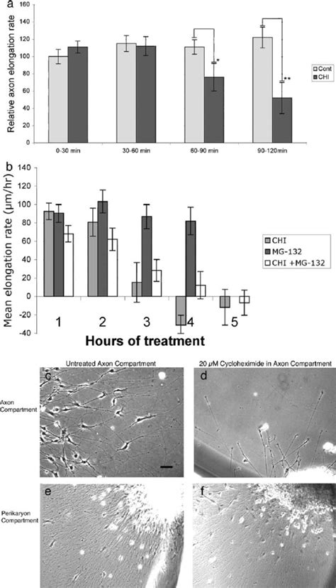 Effects Of Cycloheximide On Axonal Growth By E7 DRG Neurons E7 DRG