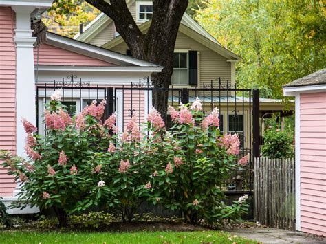 5 colorful front yard plants to immediately make your home more beautiful