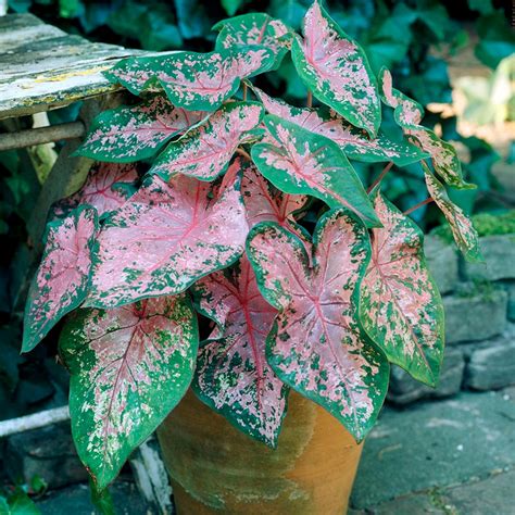 caladium pink beauty care vibrant leaves easy care tips
