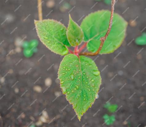 Premium Photo | A young kiwi seedling in the garden fluffy and green
