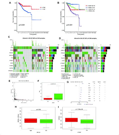 Tmb Level And Somatic Mutation Analysis A Survival Analysis