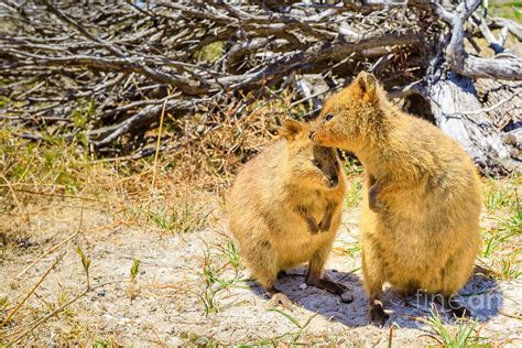 Quokka Rottnest Island Photograph by Benny Marty