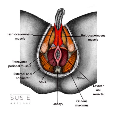 Pelvic Rest And Masturbation Telegraph