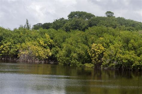 Mangrove swamp and Levera Pond just south of Levera Beach | Levera ...