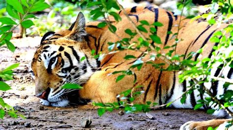 "Tamil Nadu to Provide Habitat for Captured Tiger: Anamalai Tiger ...