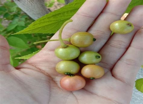 Buah Yang Jarang Diketahui