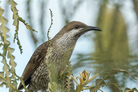 Western Wattlebird In Australia 25913692 Stock Photo At Vecteezy