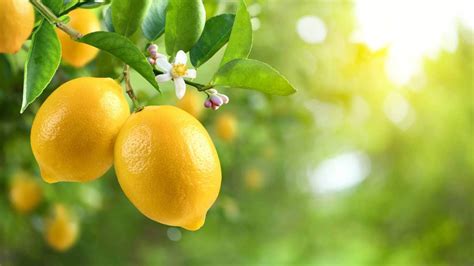 Limão É Fruta Ou Legume - O limão é uma farsa? Conheça a curiosa história dessa fruta híbrida