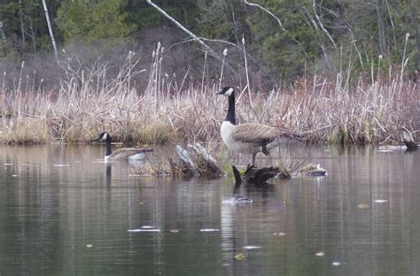 Migratory Bird Patterns: Animation from Cornell Lab of Ornithology - Cooperative Extension ...