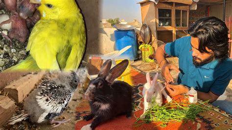 Budgies Ne Bache Bahar Phenk Diye Rabbits Ki Fungus Ka Ilaj Khargosh