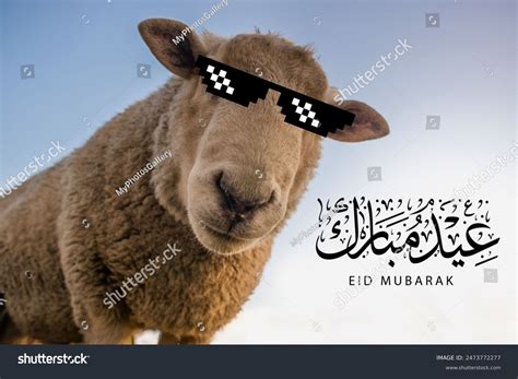 Eid Al Adha Mubarak Ovejas Con Foto De Stock 2473772277 Shutterstock