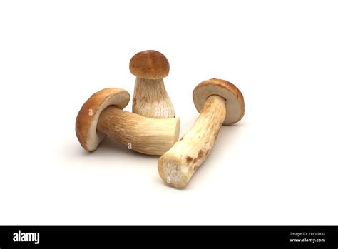 Penny Bun Boletus Edulis Mushrooms Isolated On White Background