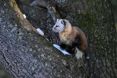 Cute American Pine Marten Climbing in a Pine Tree Stock Image - Image ...