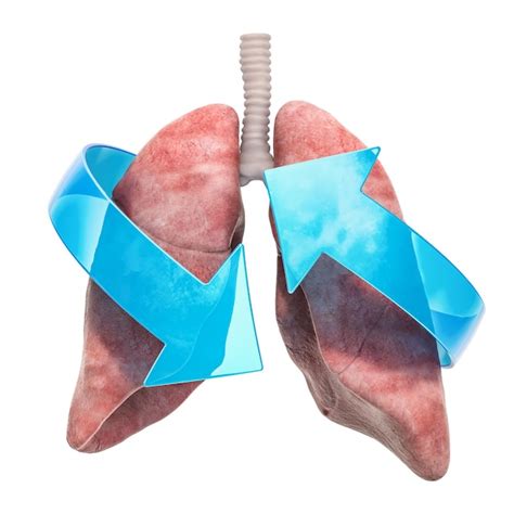 Pulmones Humanos Con Flechas Concepto De Tratamiento Y Recuperaci N