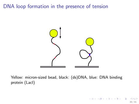 Polymer looping: Effects of macromolecular crowding and external ...