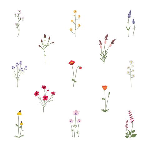 wild flower vector illustration  stock vector