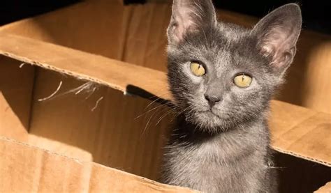 Moving House With Your Cat Better Removalists Newcastle