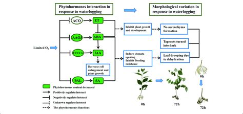 Schematic Diagram Of Phytohormones Crosstalk 72 Vs 0 H And Download Scientific Diagram