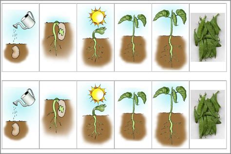 Recursos Y Actividades Para Educación Infantil Ciclo De Vida A Color De Las Plantas