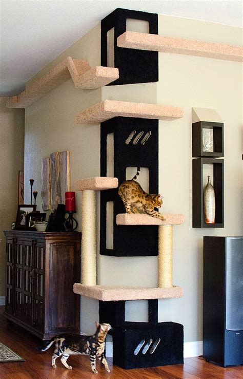 Cat Climbing Wall Ideas - Cat's Blog