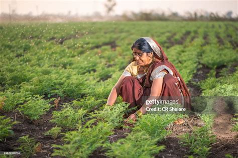 Indian Woman Farmer At Chickpea Field India High-Res Stock Photo - Getty Images