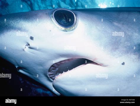 Bigeye thresher shark hi-res stock photography and images - Alamy