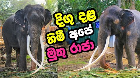 Tusker Muthu Raja Elephant Has Longest Tusks Sri Lanka Picturelktv