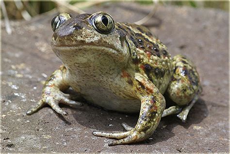 Чесночница обыкновенная | zoo-ekzo.ru - Экзотические животные