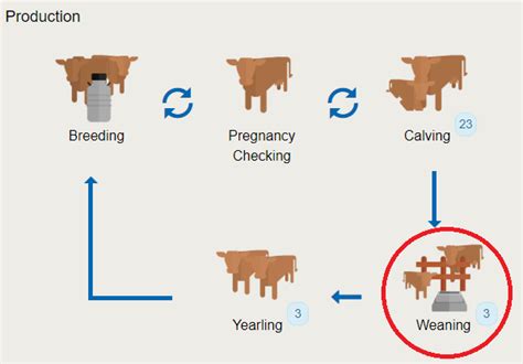 The Steps To Weaning Calves Cattlemax Help