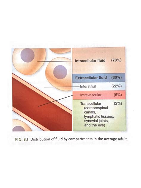 Intracellular Fluid | PDF