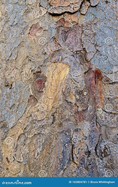 Abstract Earth Coloured Bark Pattern Stock Image Image Of Brown