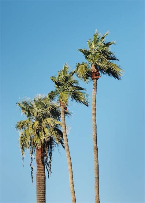 Palmeras Altas Y Cielo Azul Imagen De Archivo Imagen De Palma