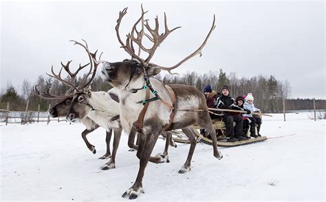 3 Sled Riding Holidays That Will Make You Fall In Love With Siberias