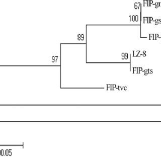 Phylogenetic Tree Based On Protein Sequences Indicating The