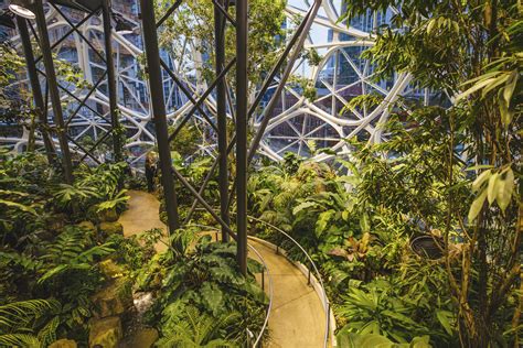 Photos: Amazon Spheres debut to public, complete with indoor treehouses ...