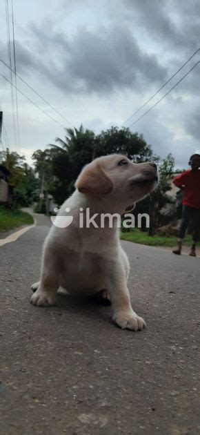 Female Labrador Puppy In Horana Ikman