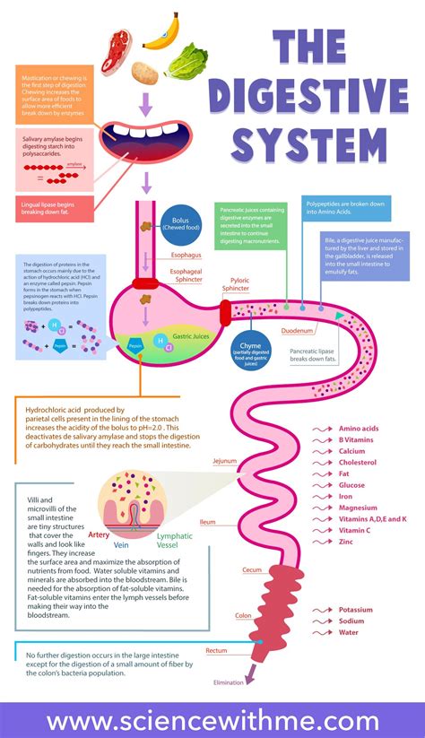 Digestive System for Kids | Digestive system for kids, Digestive system, Science for kids