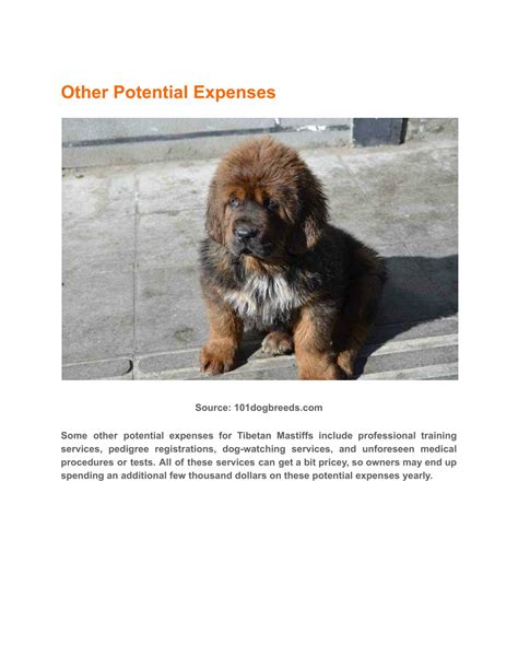 PPT Tibetan Mastiff Price And Lifetime Expenses PowerPoint