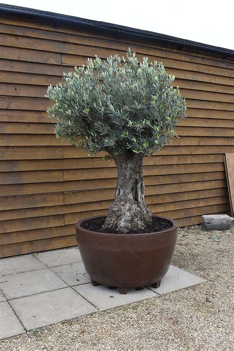 Bonsai Olive Trees For Sale View Our Range Of Olive Trees Page 2