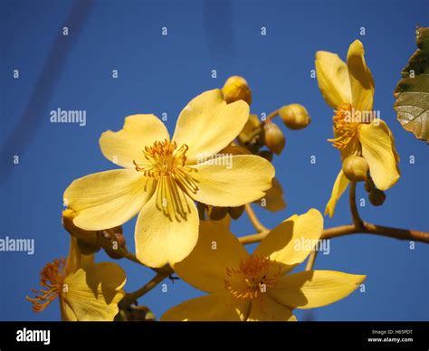 A blooming yellow flower (kapok bush) on a cloudless day in the Kakadu ...