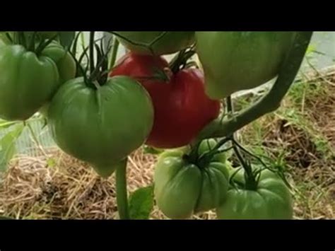 Кызыл Тау. 3 августа. - YouTube