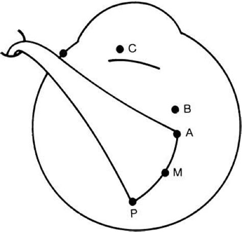 Ocular Motility | Ento Key